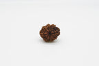 9 Mukhi