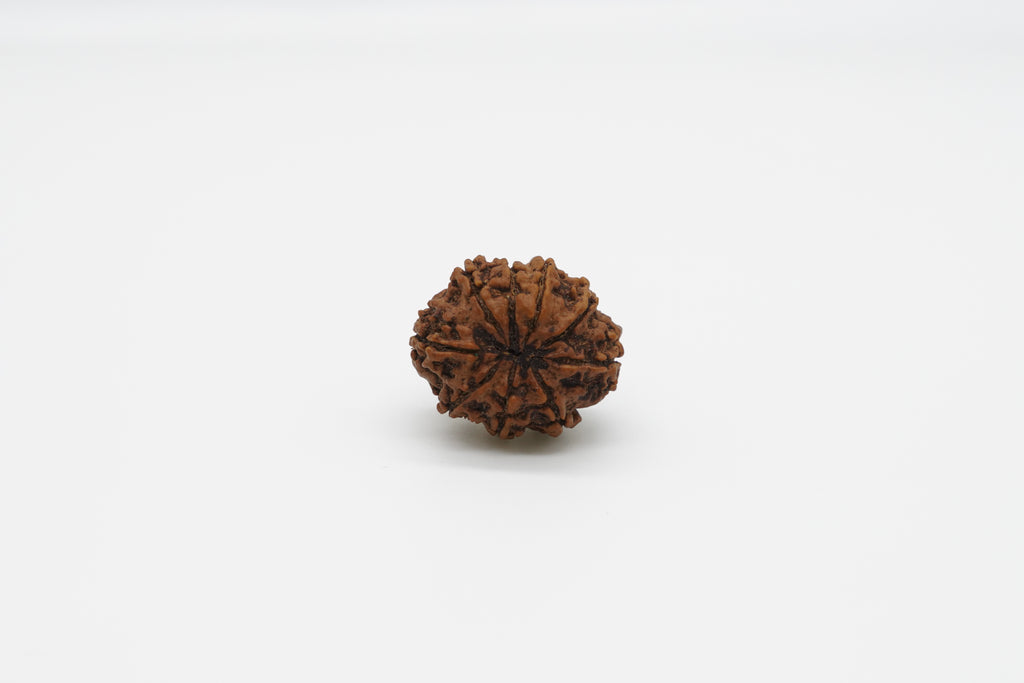9 Mukhi