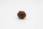 9 Mukhi