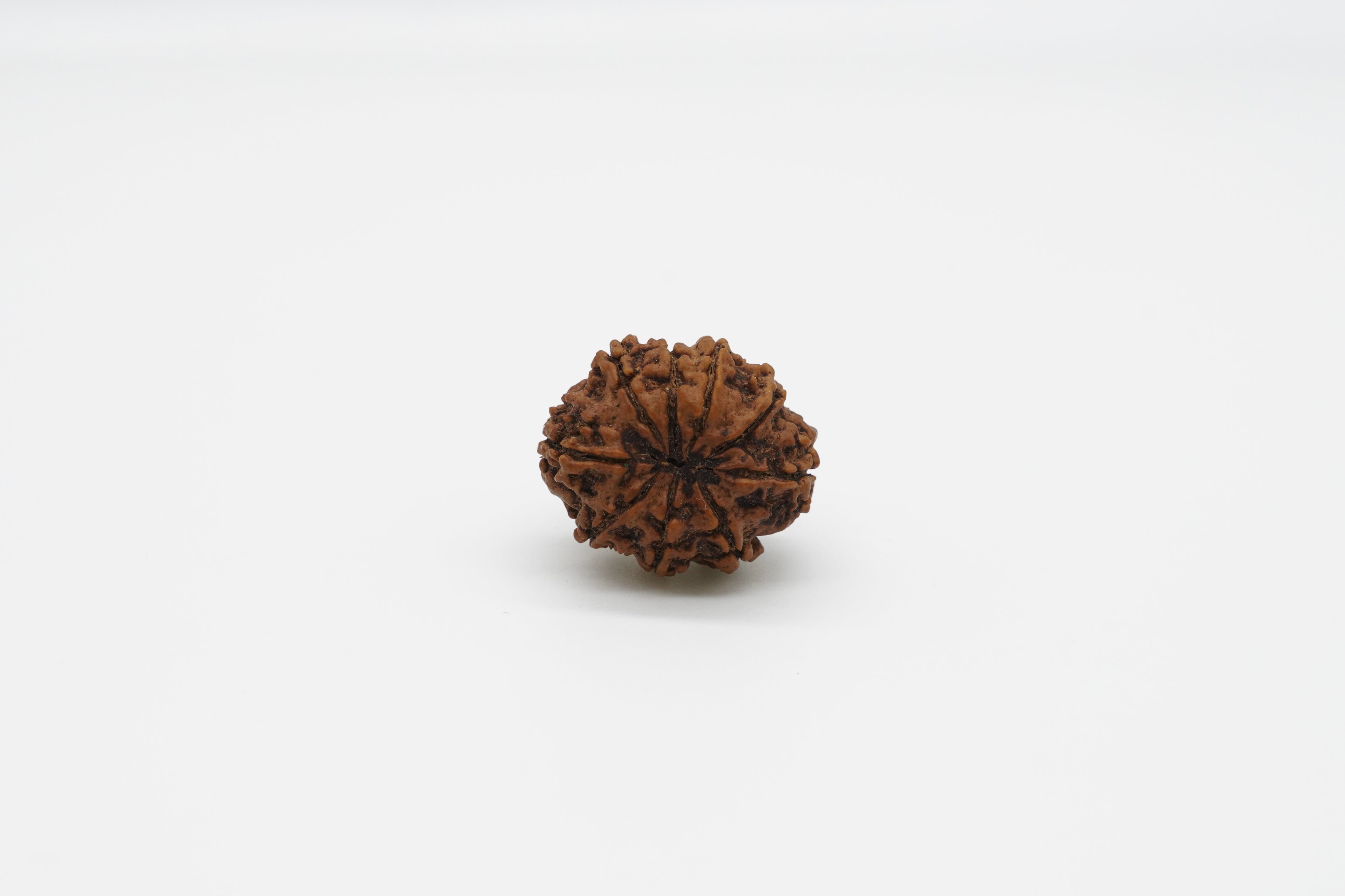 9 Mukhi