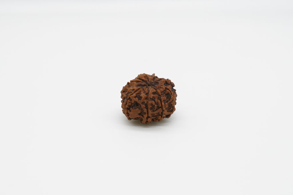 9 Mukhi