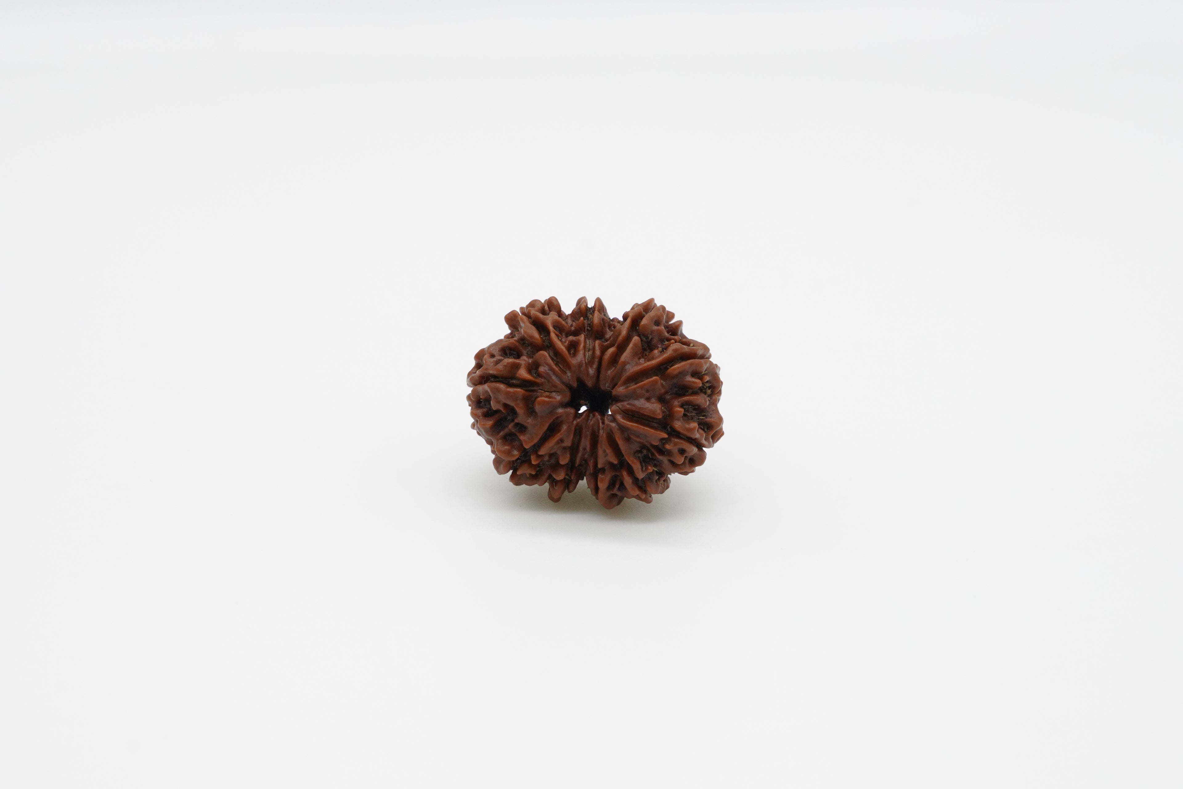 10-Mukhi
