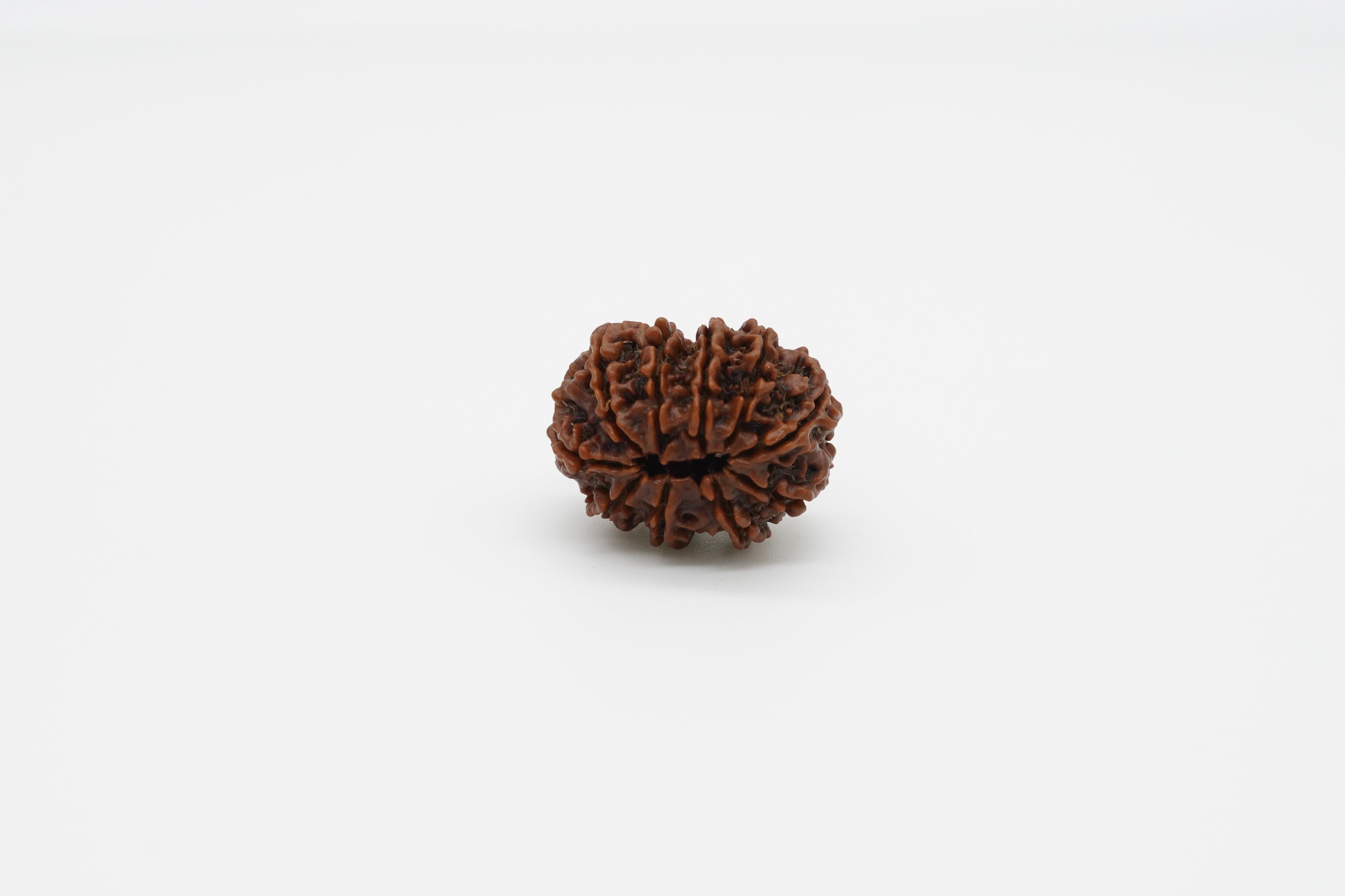 10-Mukhi