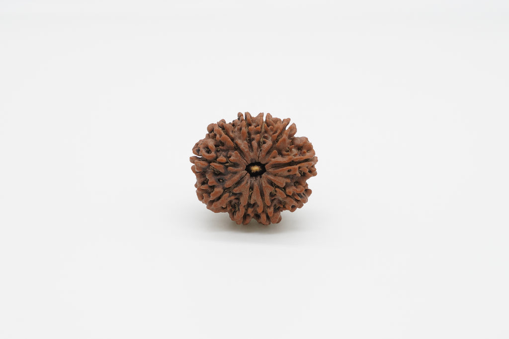 10-Mukhi