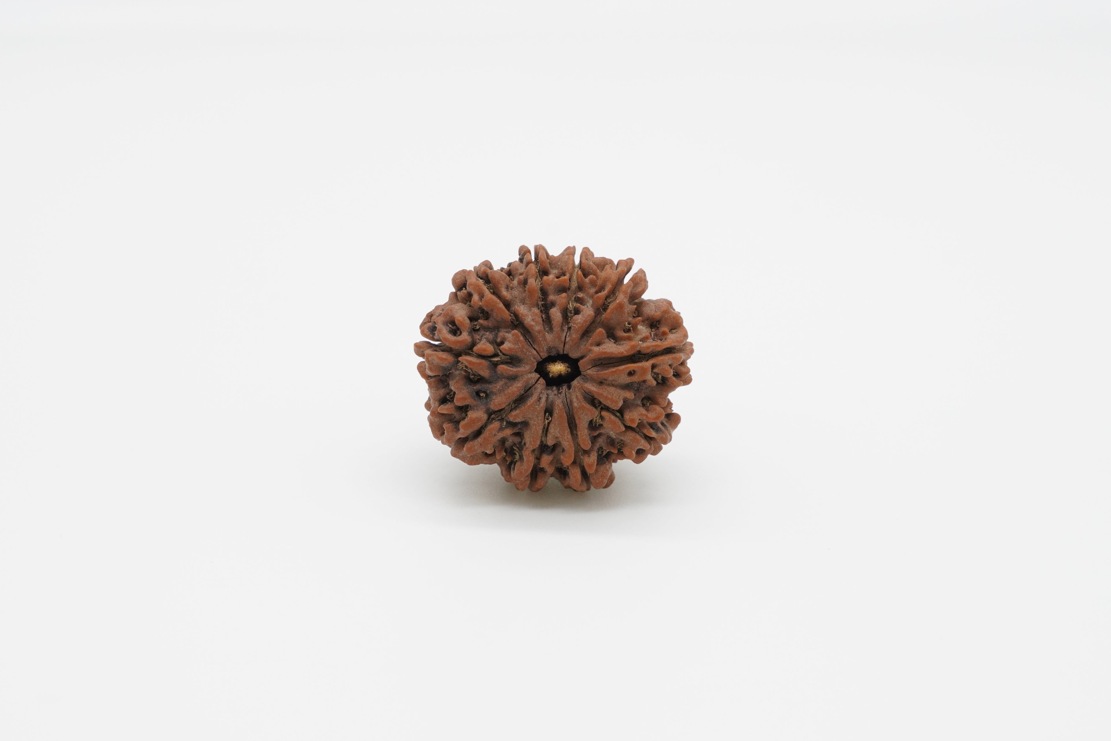10-Mukhi