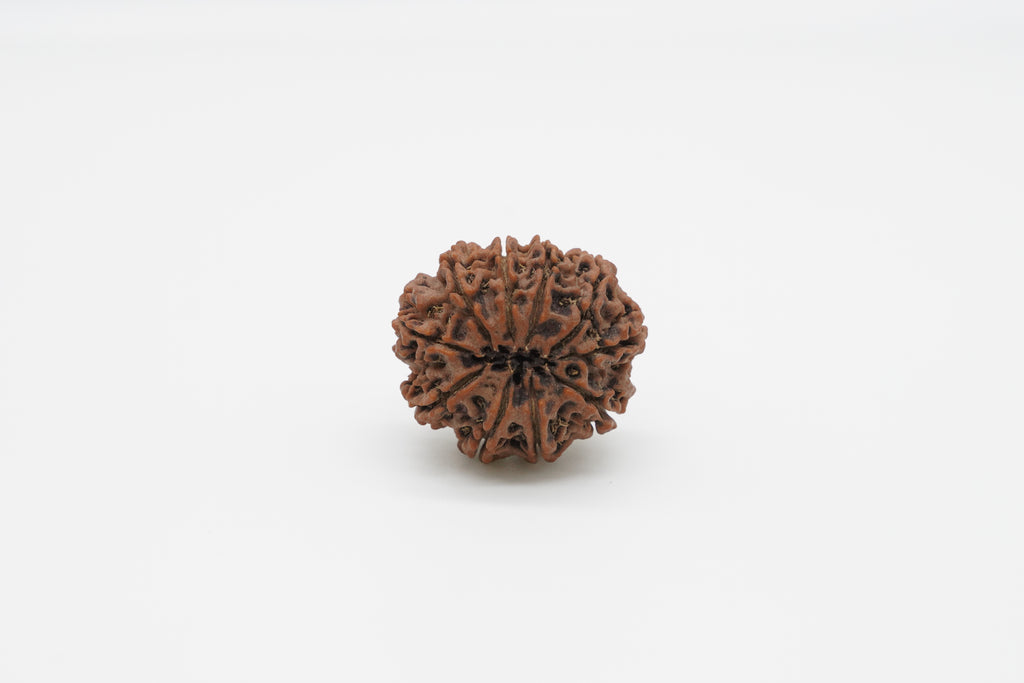 10-Mukhi