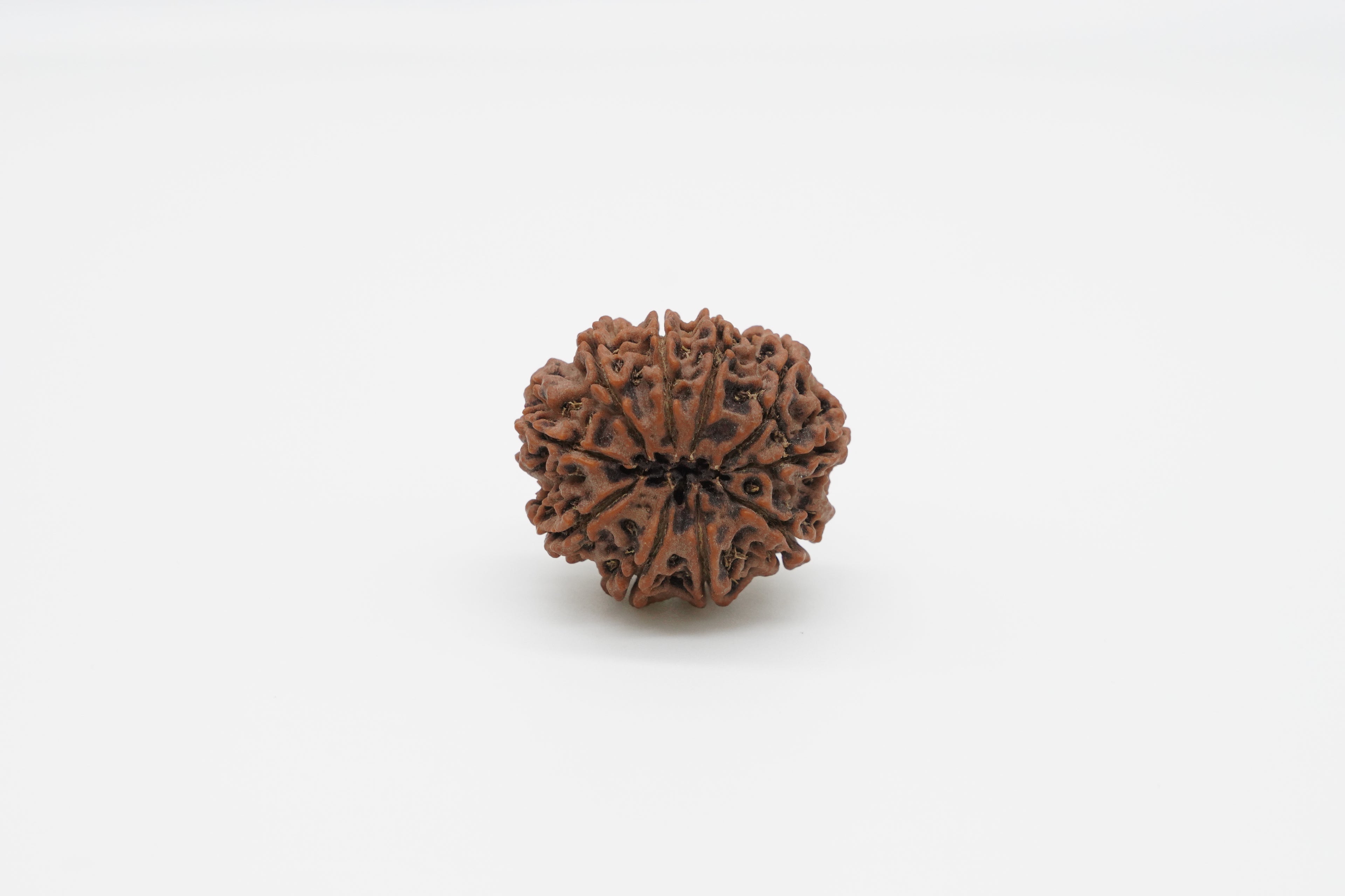 10-Mukhi