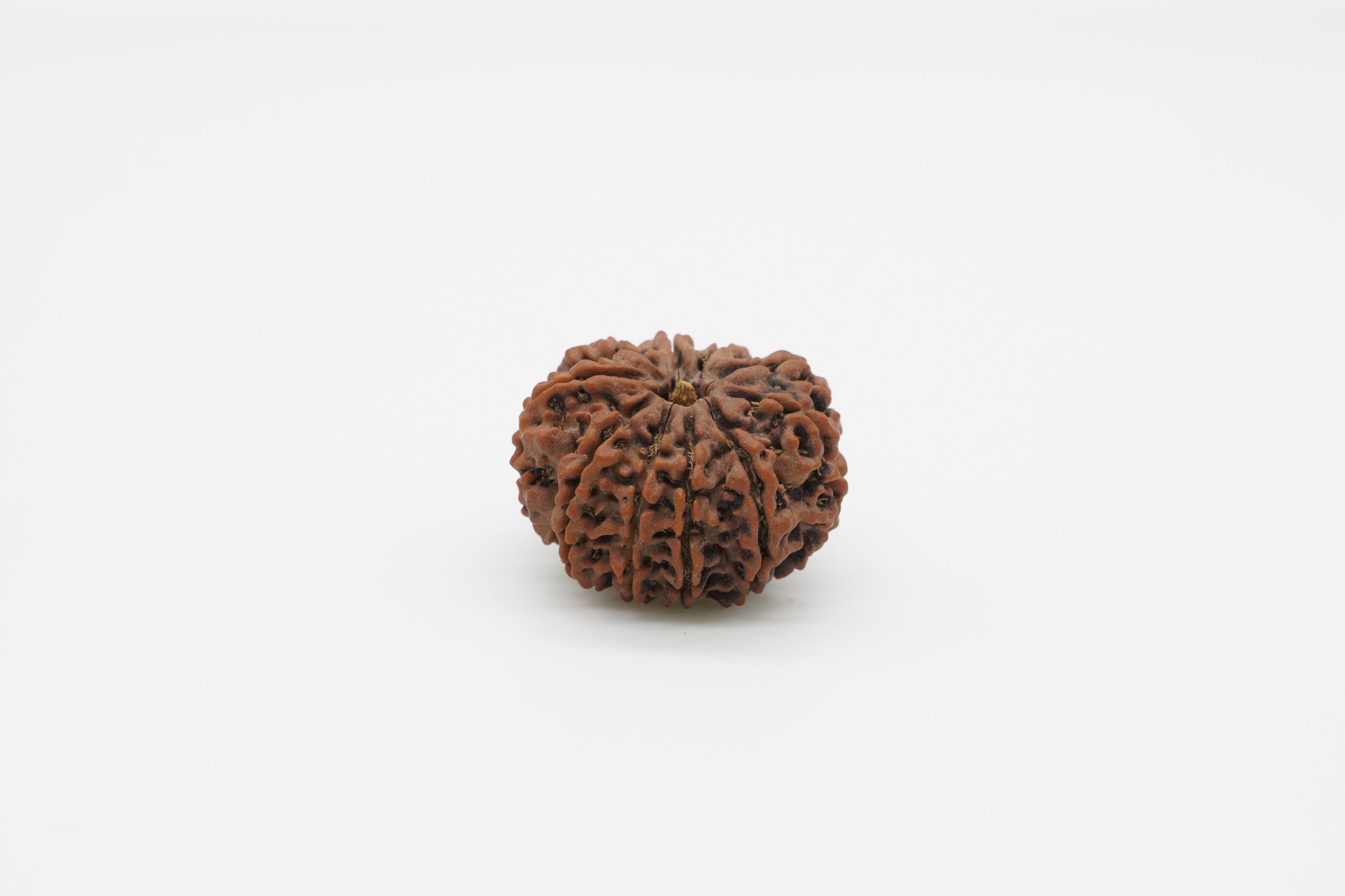 10-Mukhi