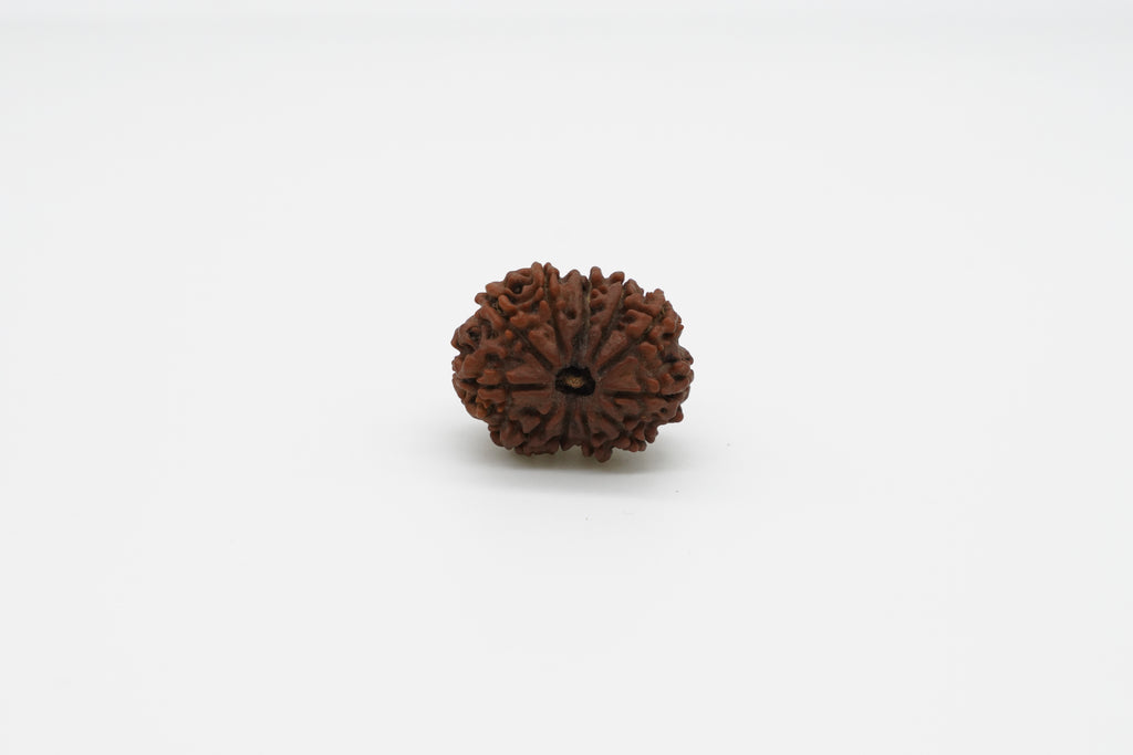 11 Mukhi