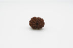 11 Mukhi