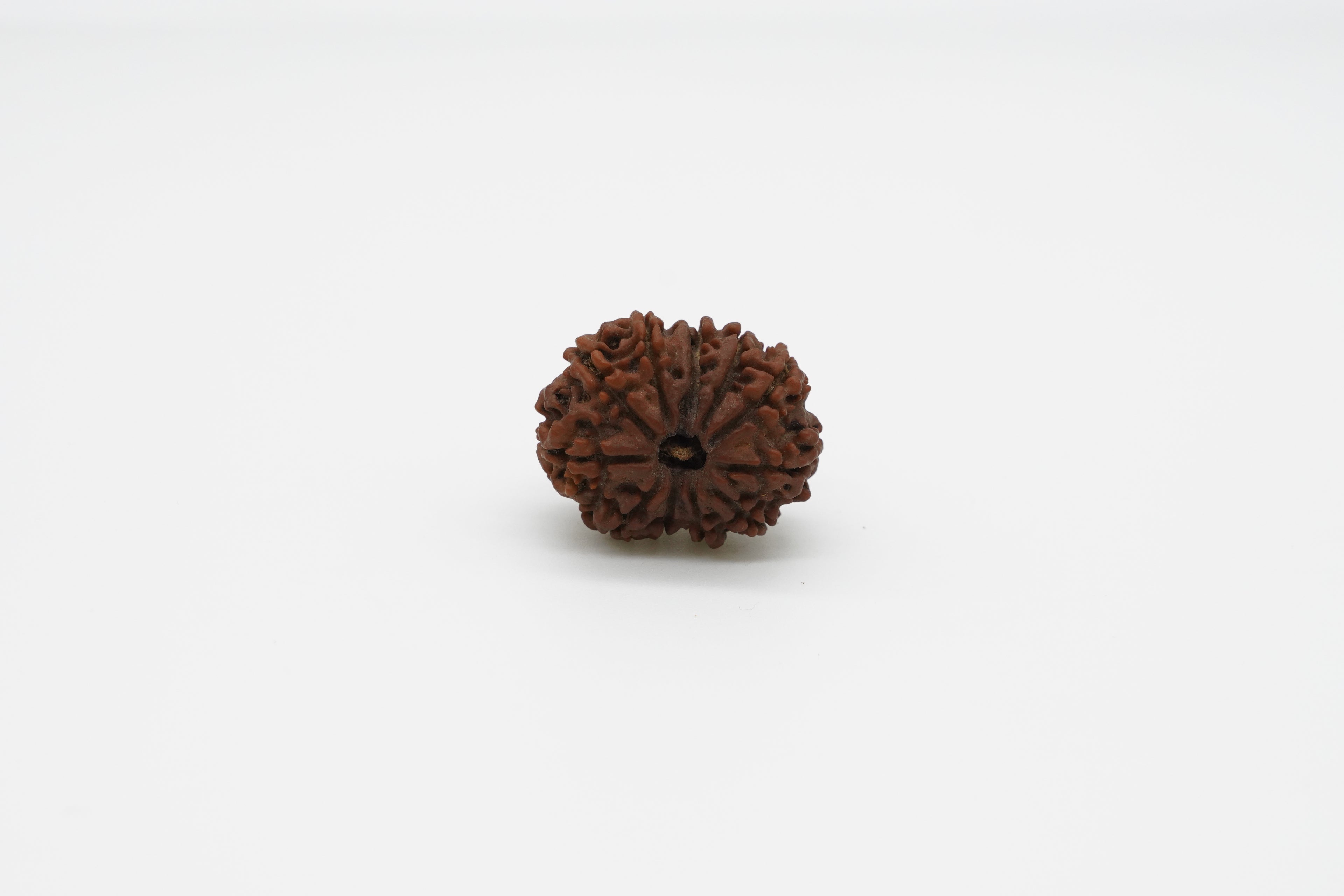 11 Mukhi