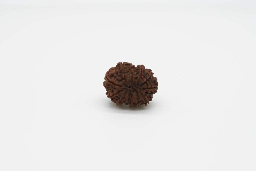11 Mukhi