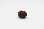 11 Mukhi