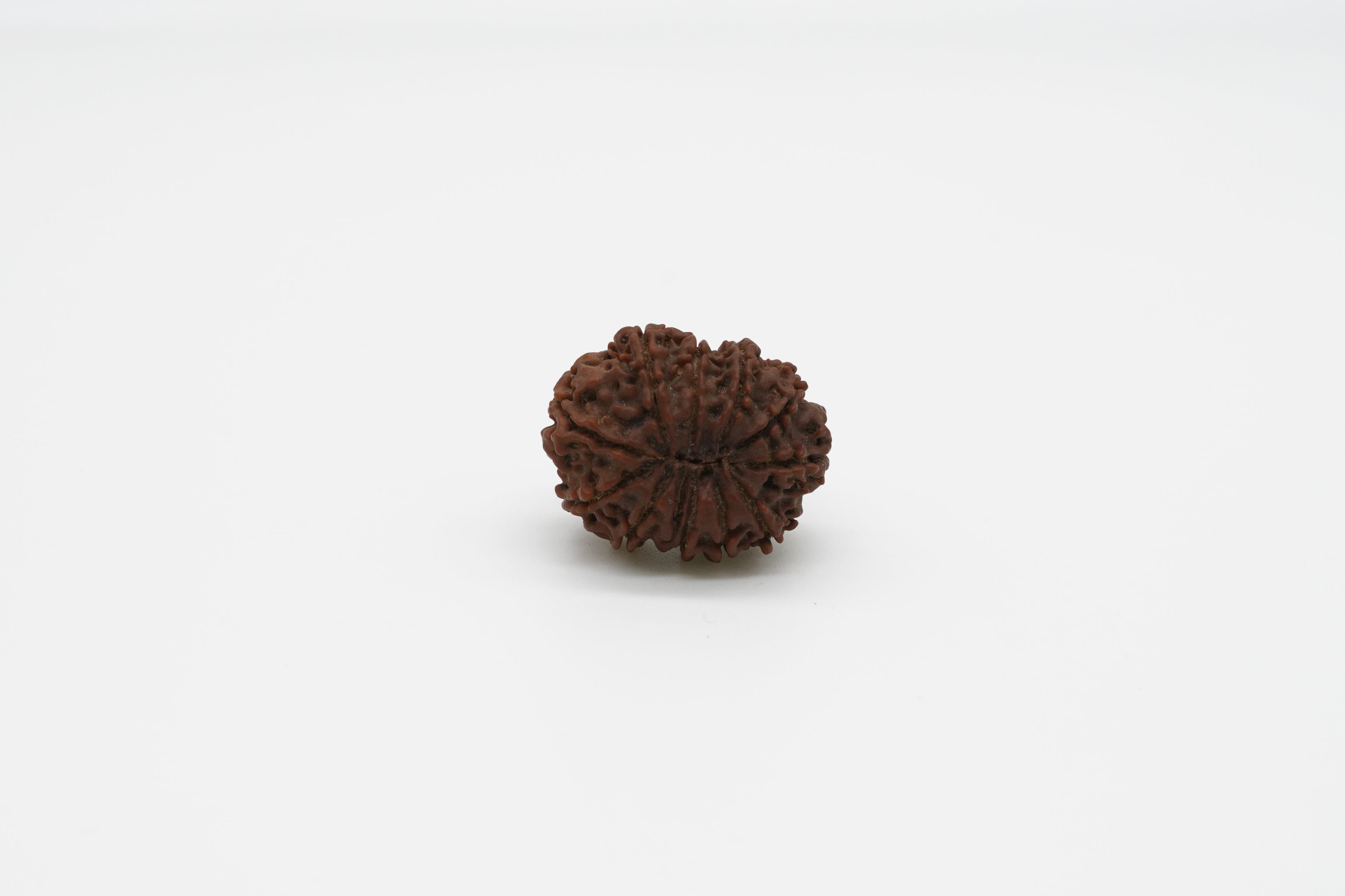 11 Mukhi