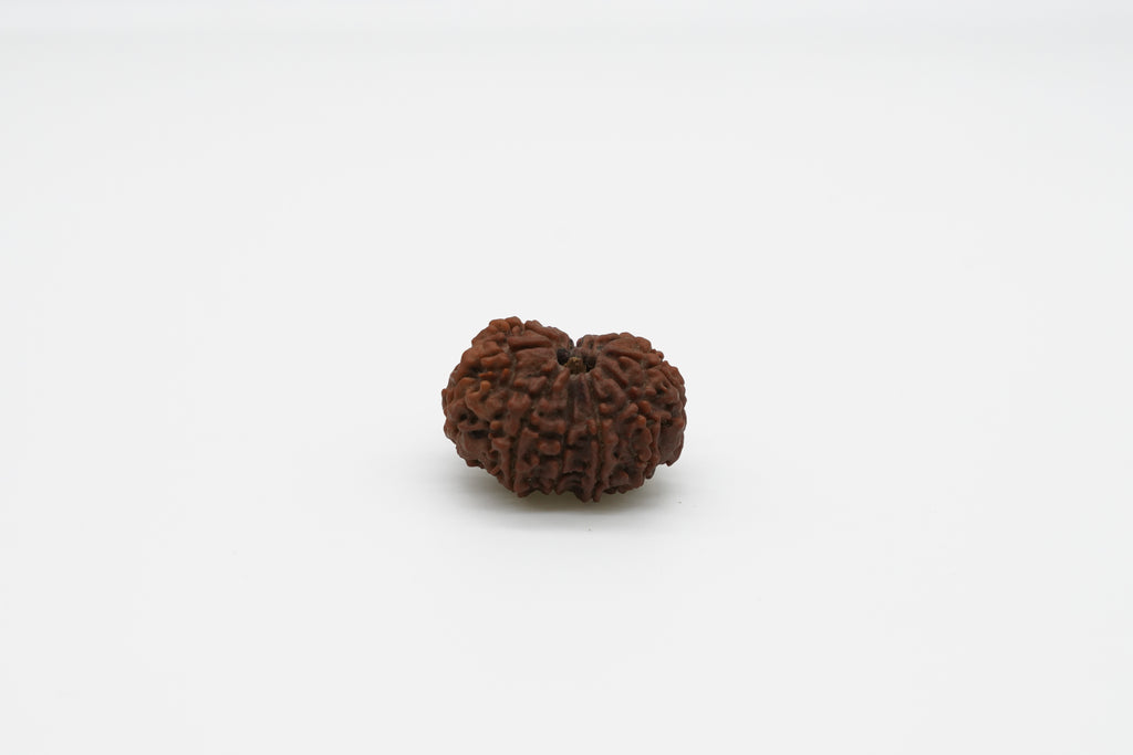 11 Mukhi
