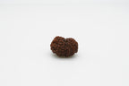 11 Mukhi