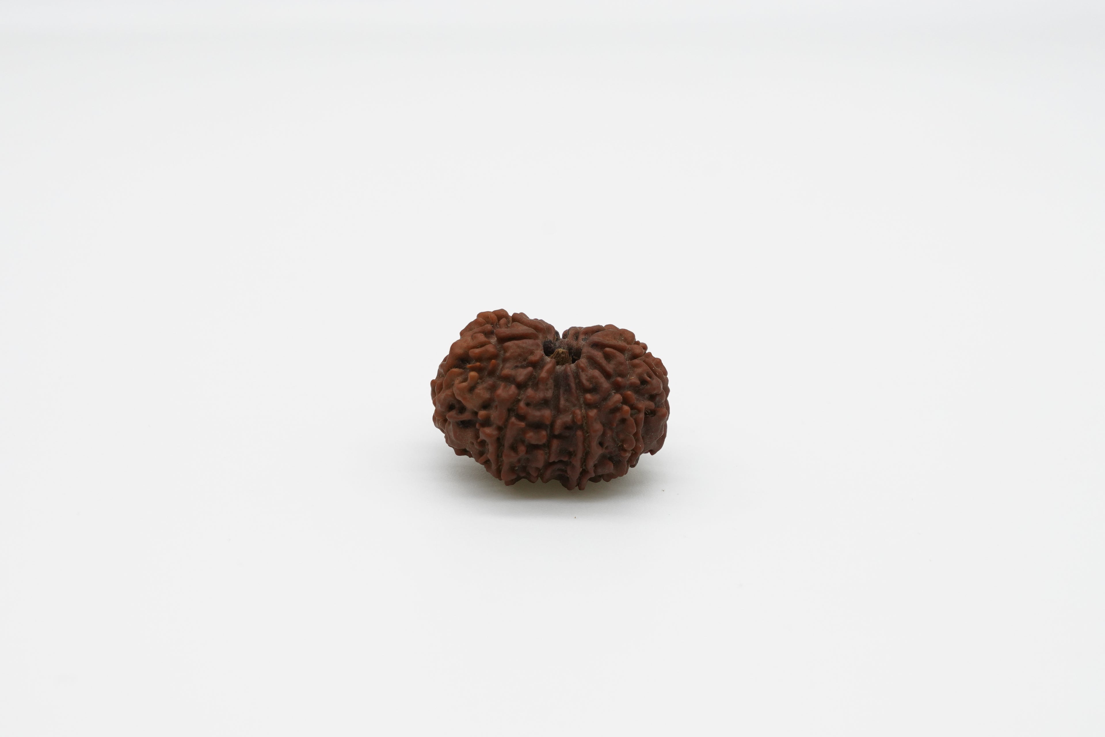 11 Mukhi