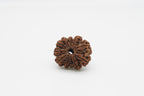 11 Mukhi