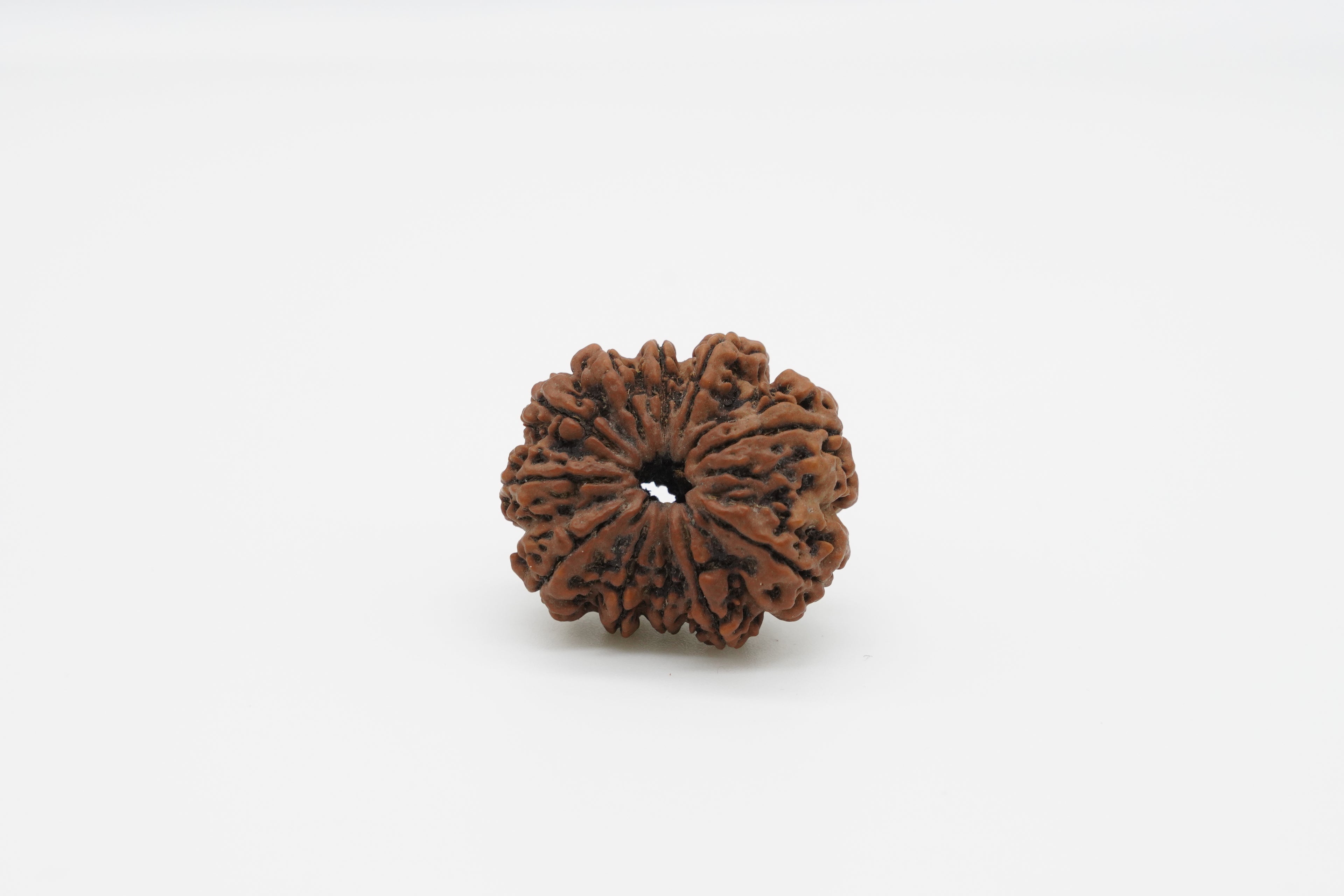 11 Mukhi