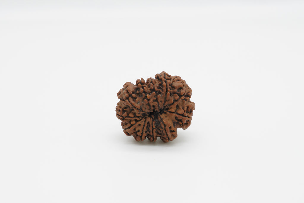 11 Mukhi