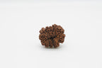 11 Mukhi