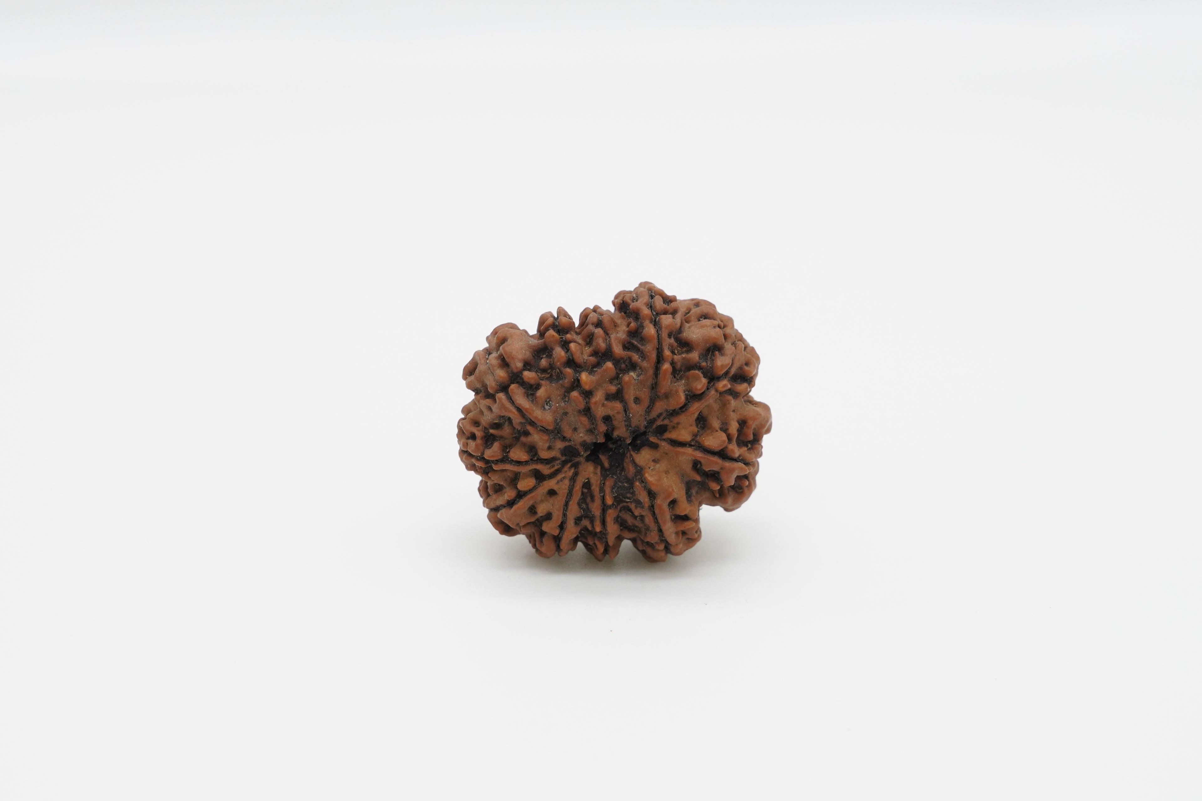 11 Mukhi