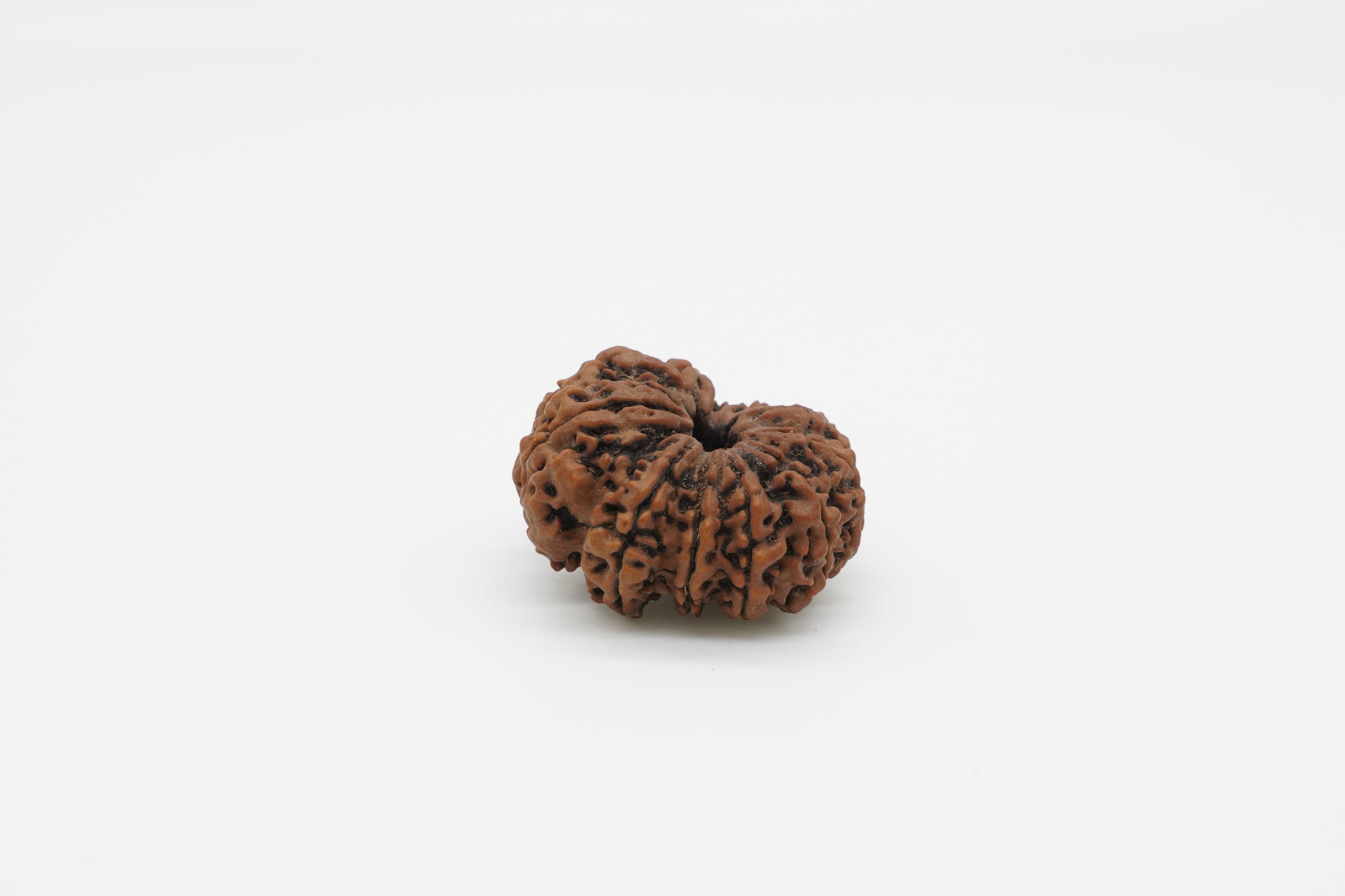 11 Mukhi
