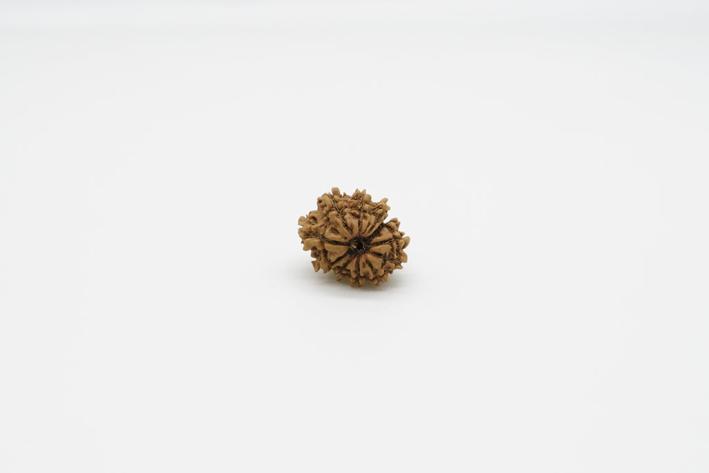 12 Mukhi