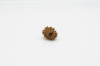 12 Mukhi