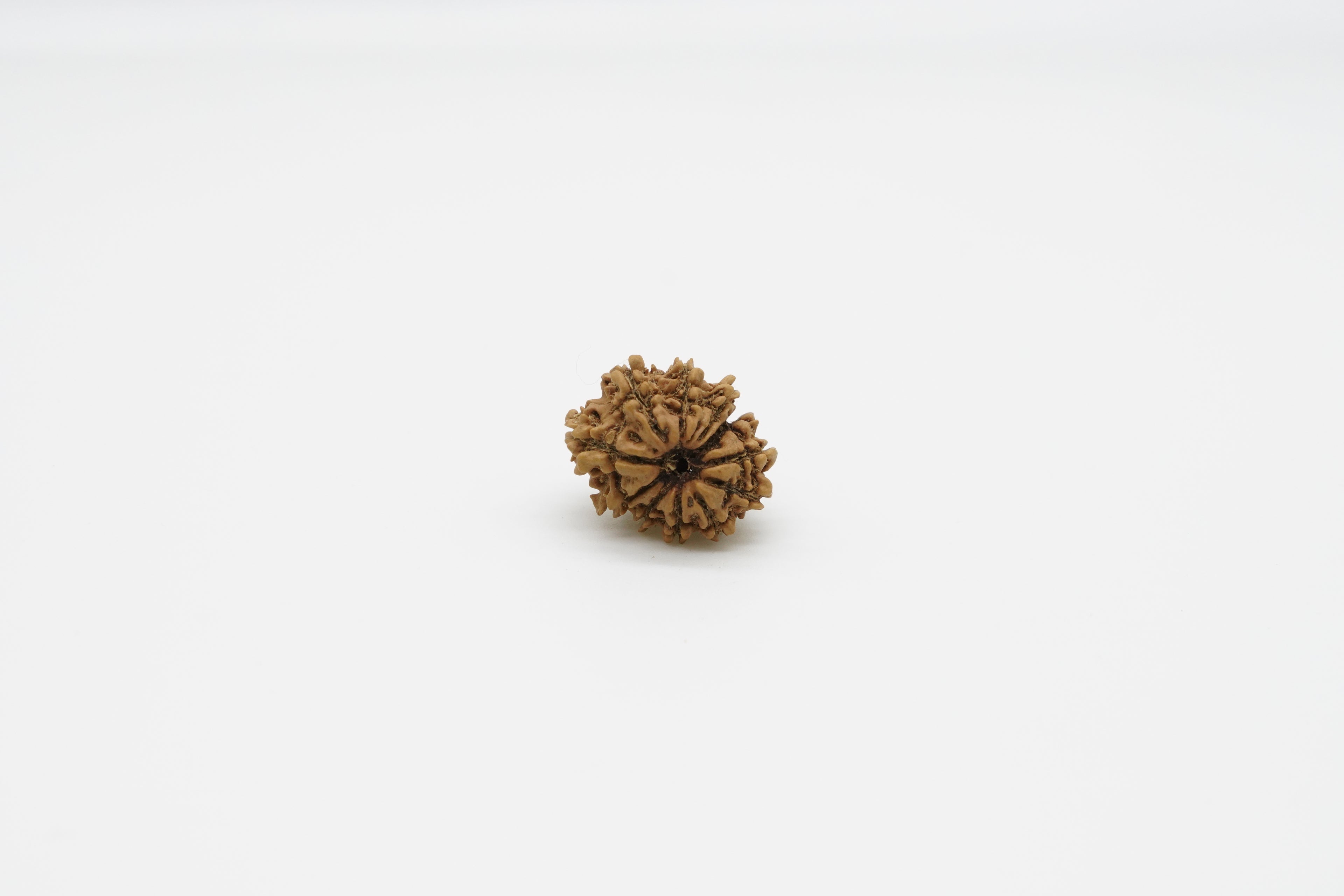 12 Mukhi