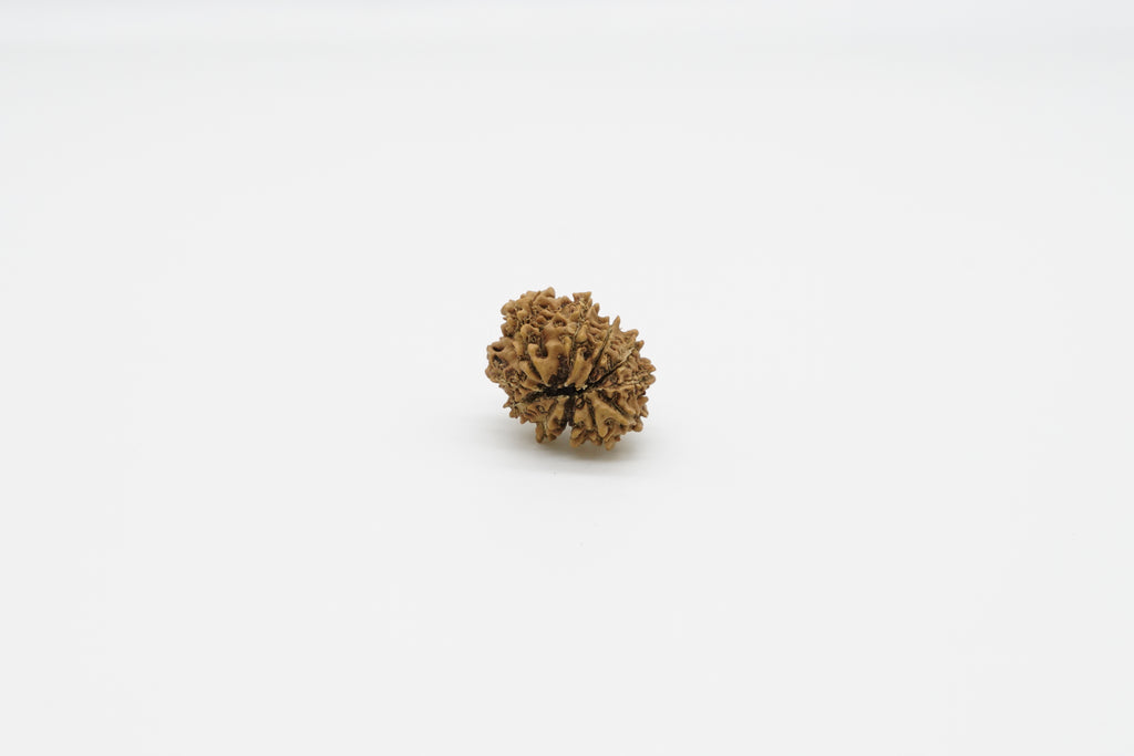 12 Mukhi