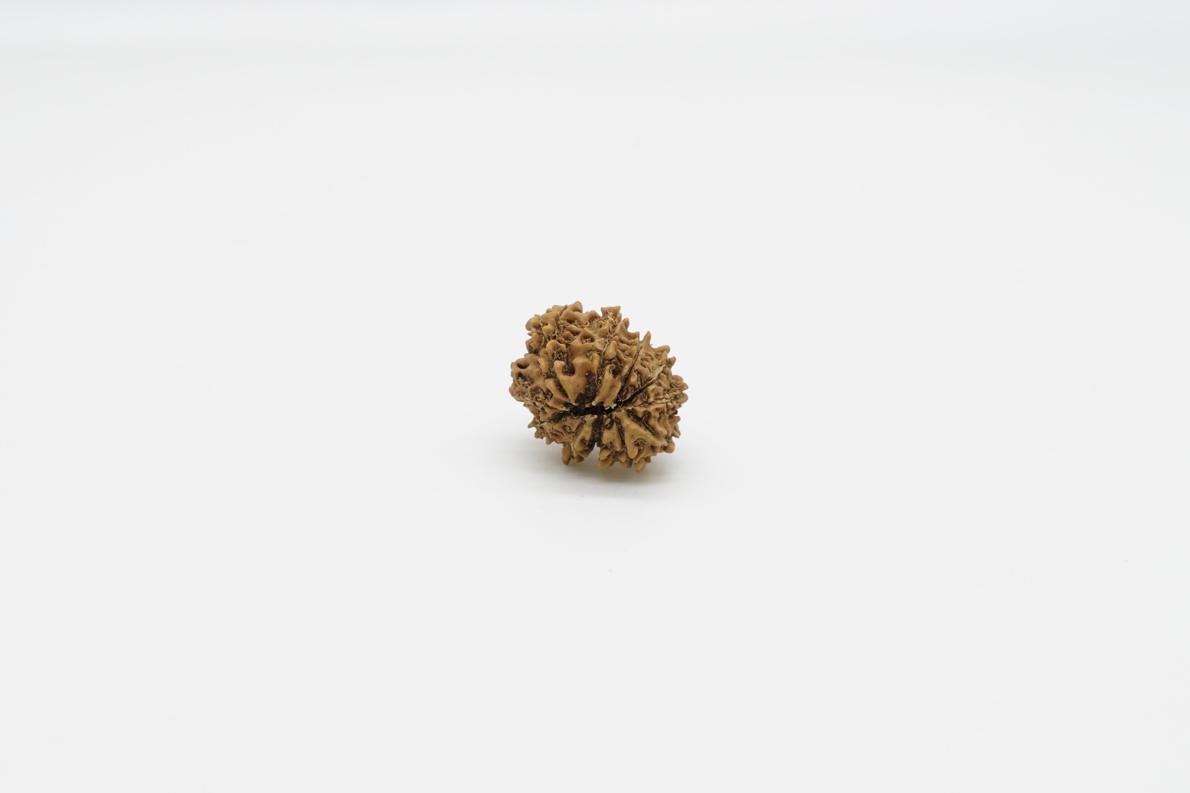 12 Mukhi