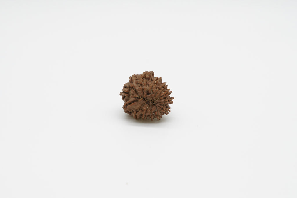 13 Mukhi