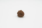13 Mukhi