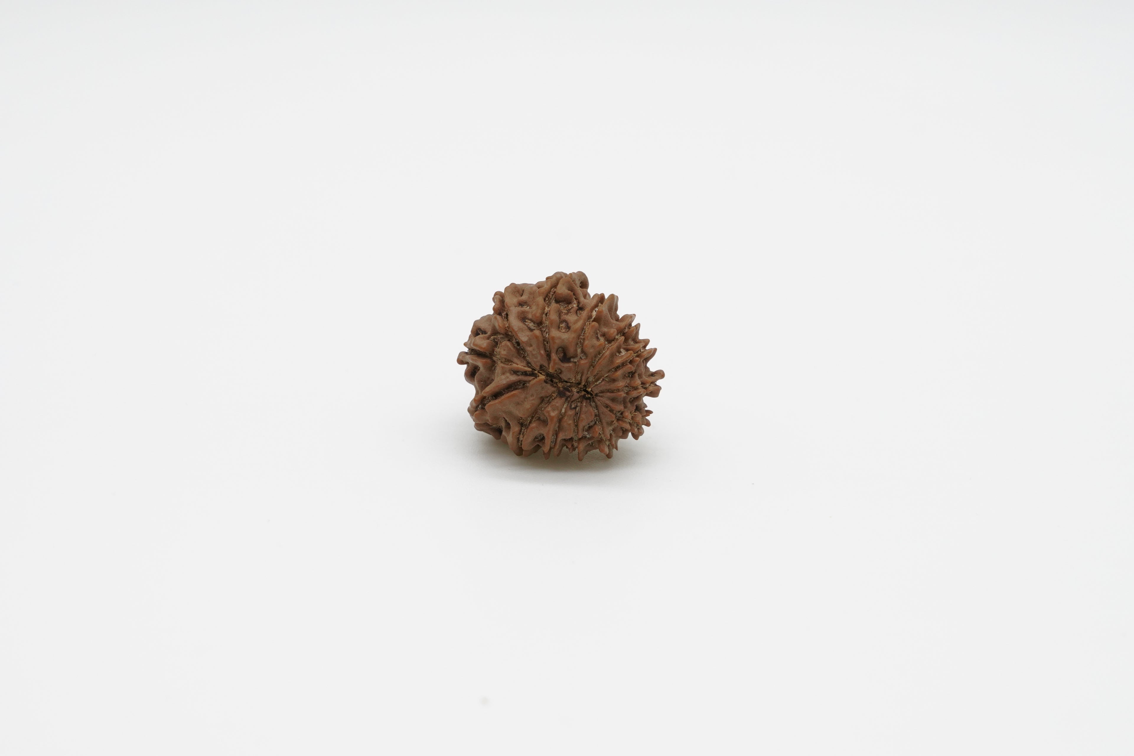 13 Mukhi