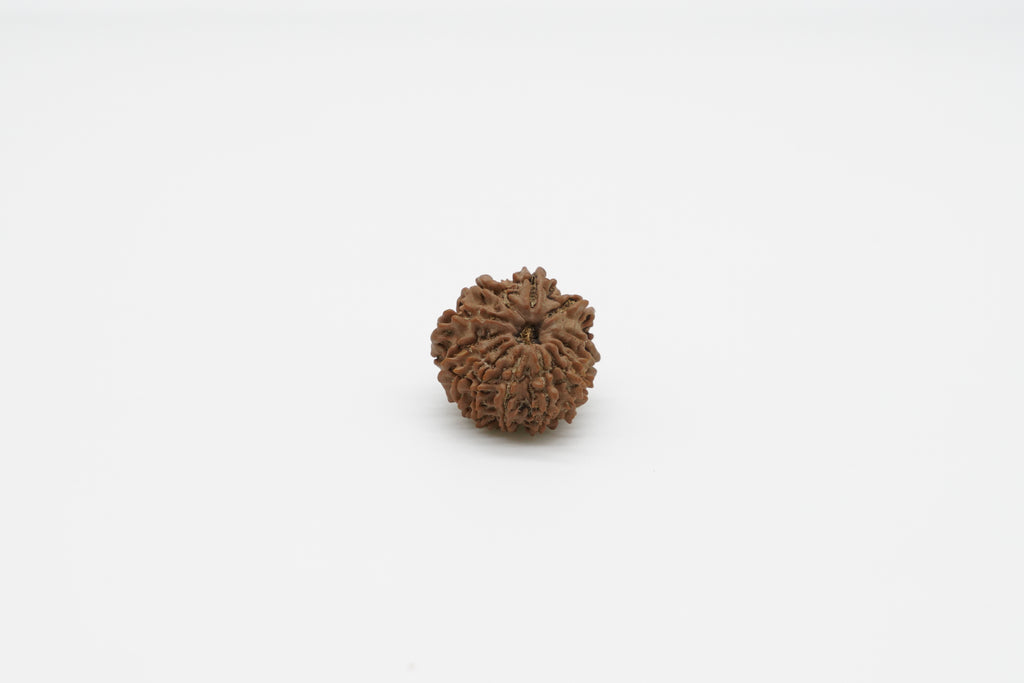 13 Mukhi