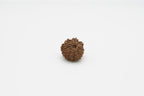 13 Mukhi