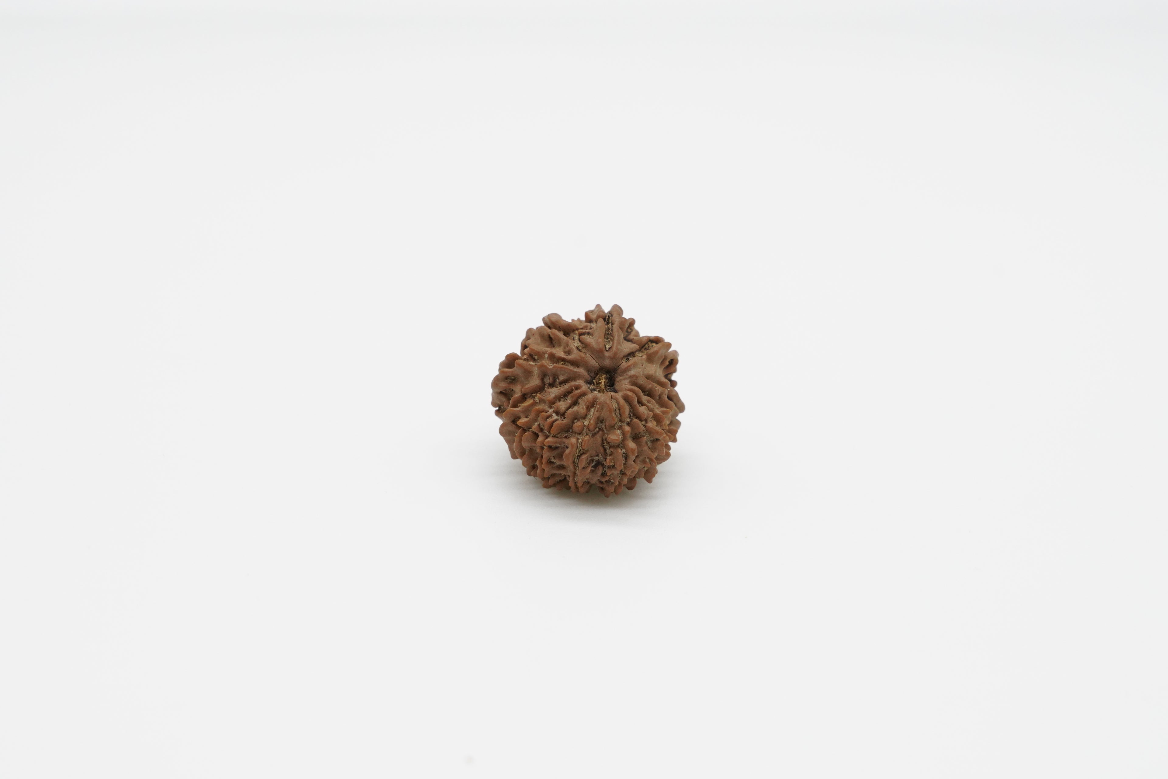 13 Mukhi
