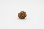 13 Mukhi