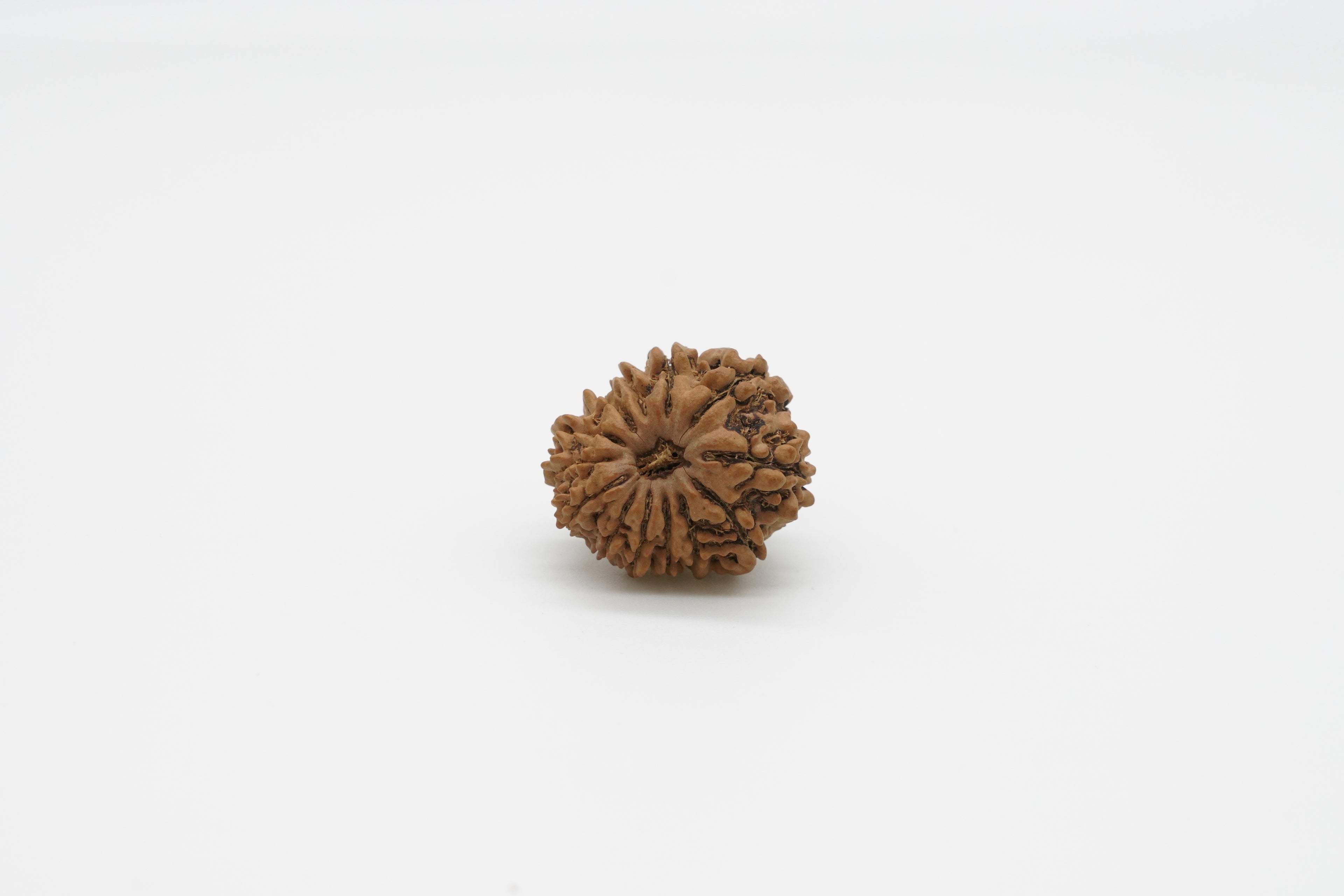 13 Mukhi