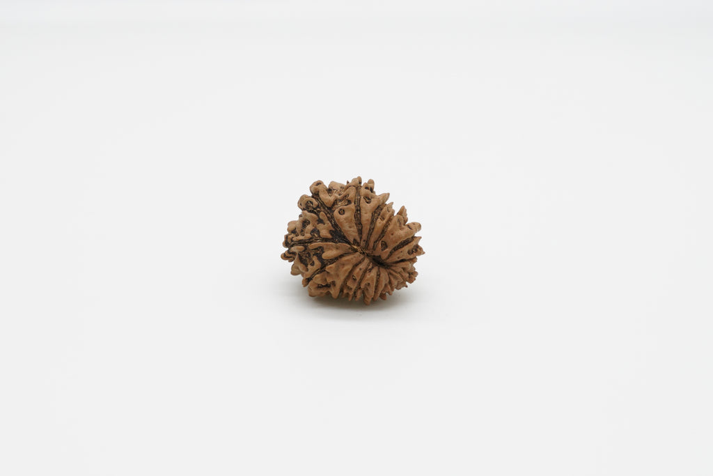 13 Mukhi