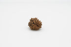 13 Mukhi