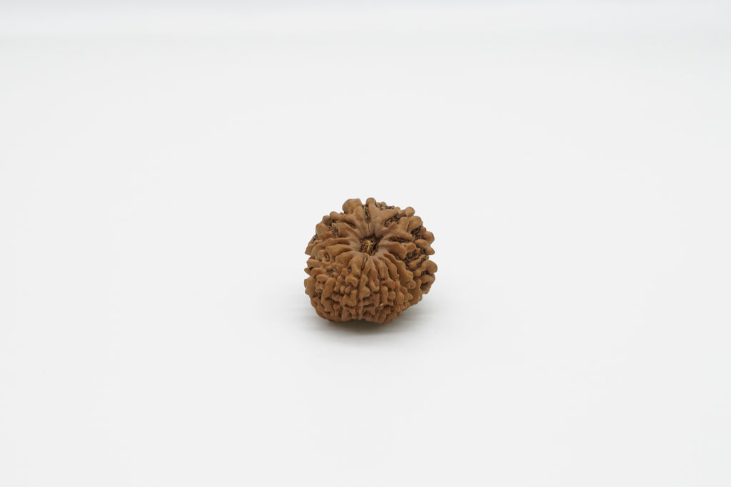 13 Mukhi