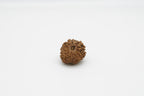 13 Mukhi
