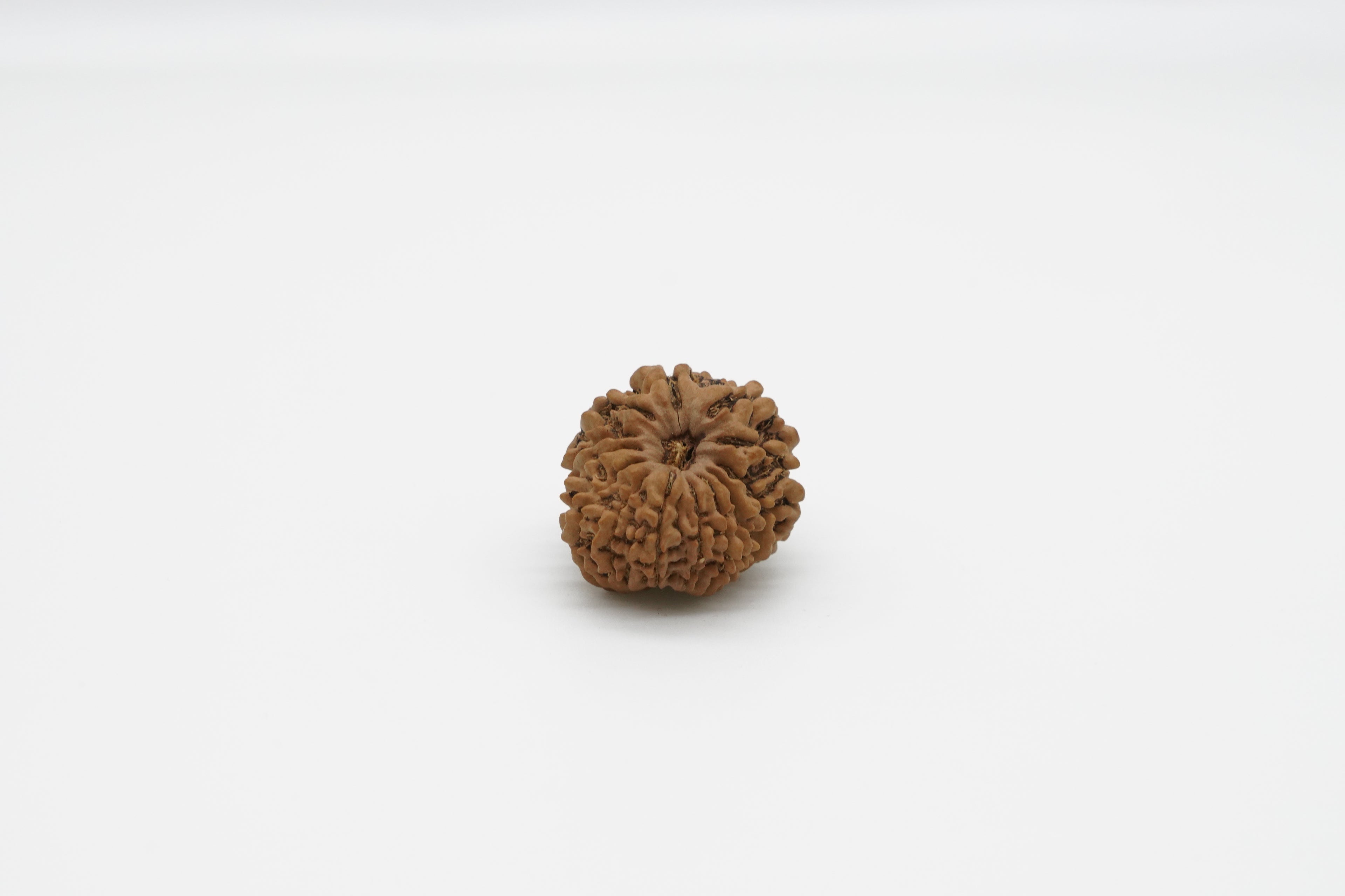 13 Mukhi