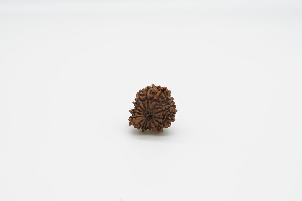 15 Mukhi