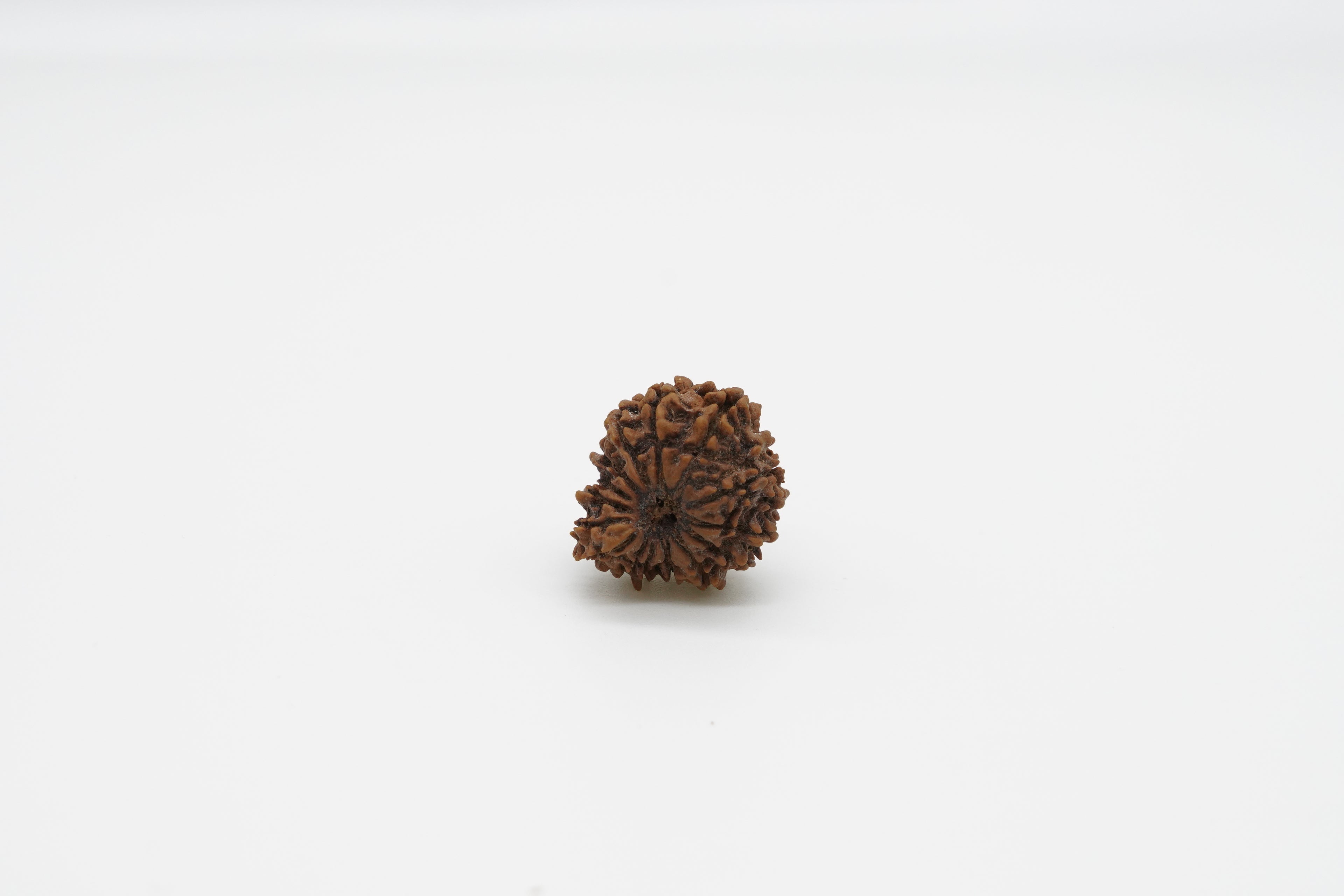 15 Mukhi