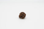 15 Mukhi