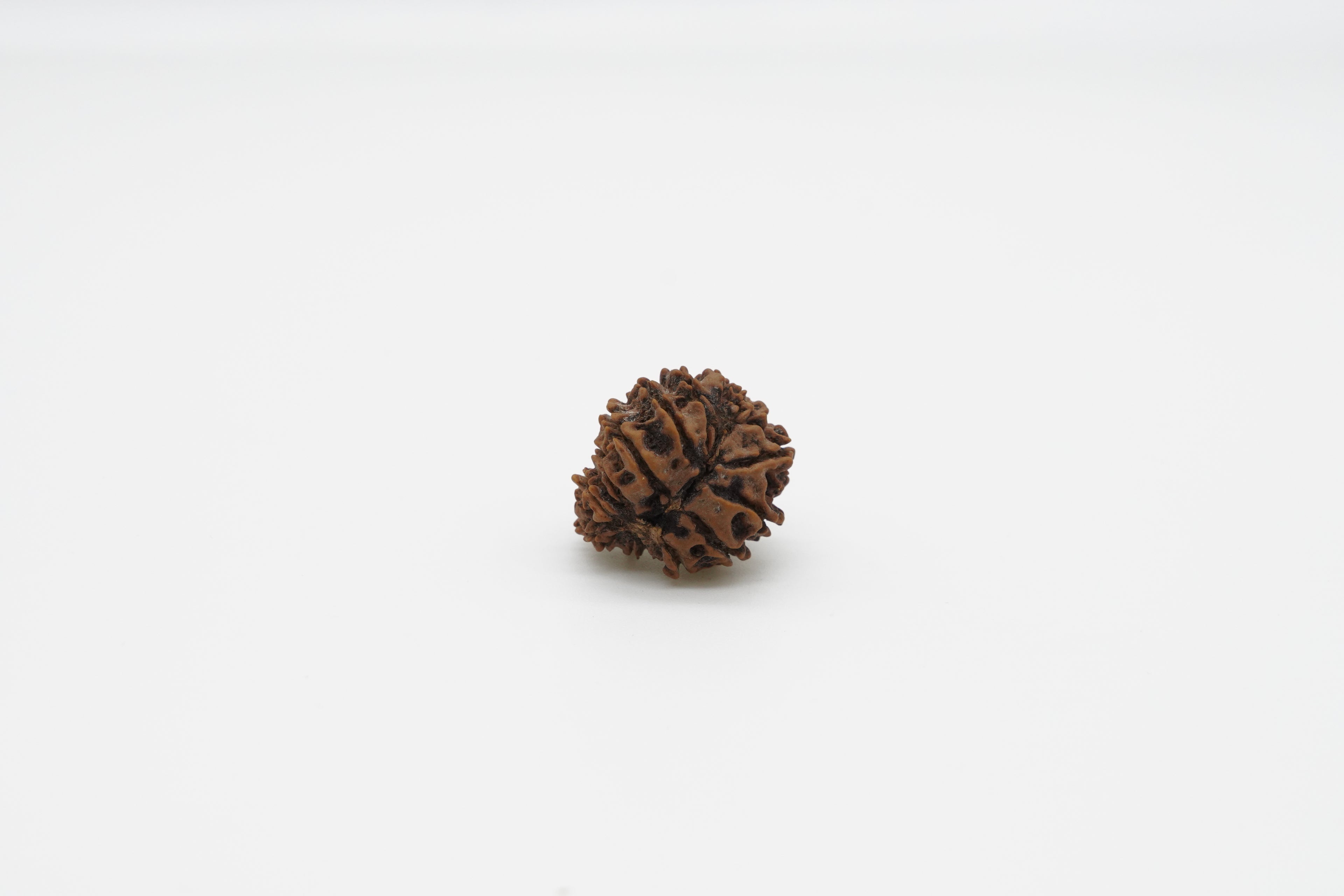 15 Mukhi