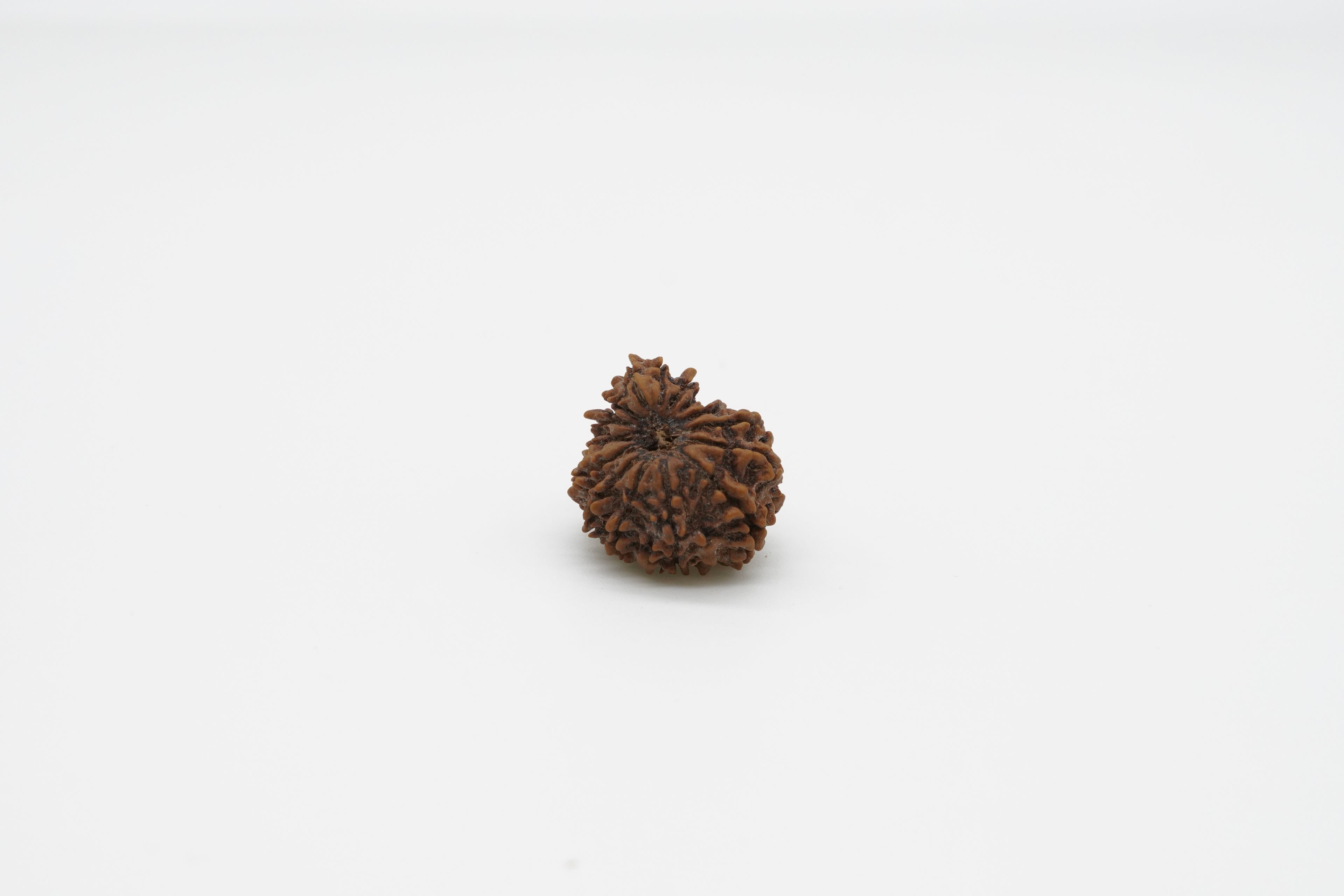 15 Mukhi